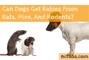dogs get rabies from mice and rats