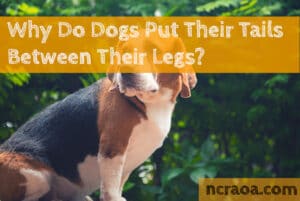 dog tail between legs