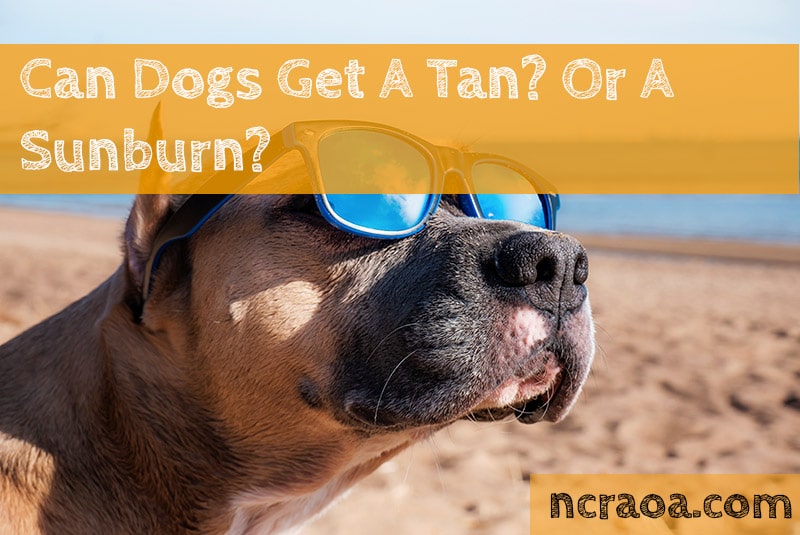 Can Dogs Get A Tan? Or A Sunburn? National Canine Research Association Of America