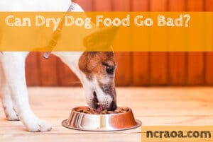 dry dog food go bad