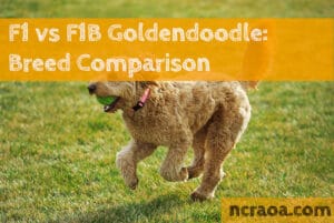 F1 vs F1B Goldendoodle: Breed Comparison