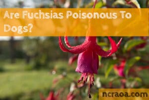 fuchsia flower poison to dogs