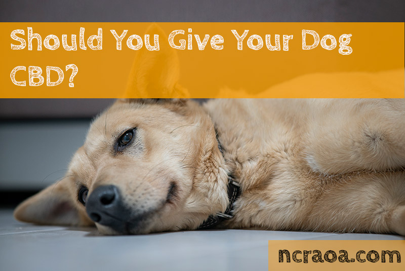 Should You Give Your Dog CBD? (Expert Opinions) | National Canine ...