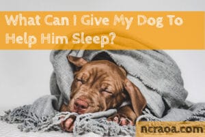 help dog sleep