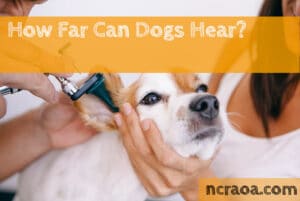 how far dogs hear