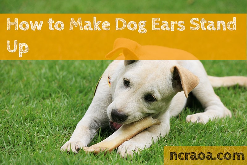 How To Make My Dog S Ears Stand Up National Canine Research Association Of America