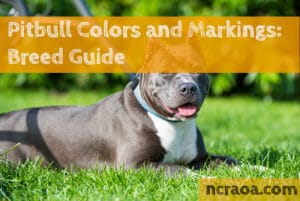 pitbull colors and marking