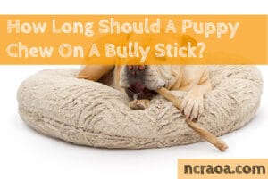 puppy bully stick