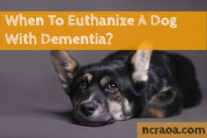 put down dog with dementia