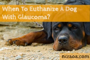 put down dog glaucoma