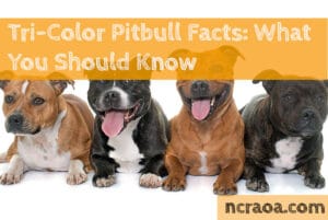 tri-color pitbulls