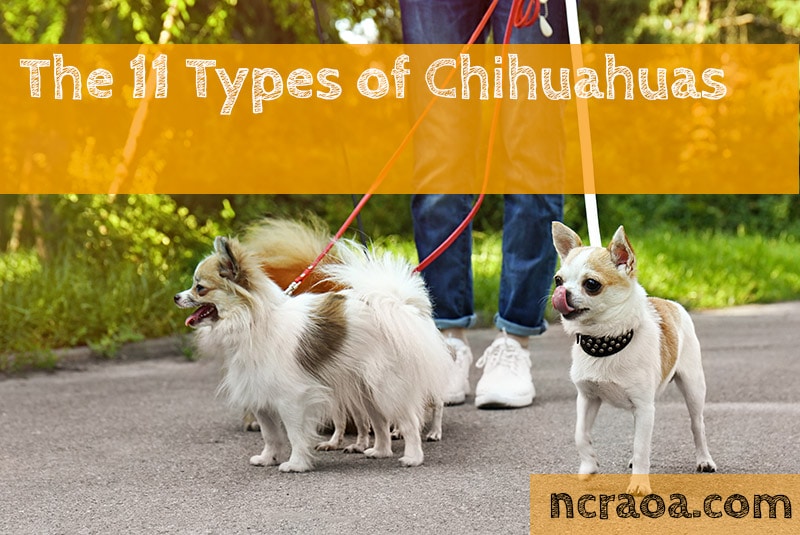 11 Types Of Chihuahuas: What You Should Know | NCRAOA