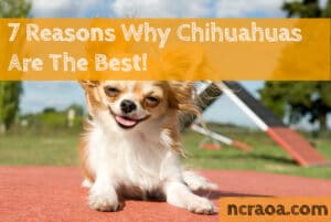 why chihuahuas the best