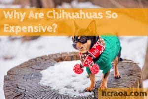 why chihuahuas so expensive