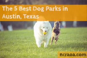 best austin dog paks