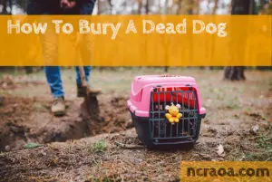 how to bury a dead dog