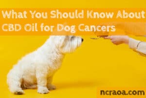 cbd for dog cancer