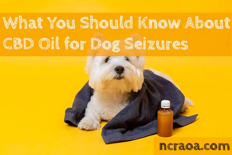 cbd oil dog seizures