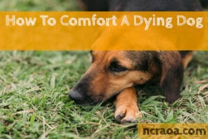 how to comfort a dying dog