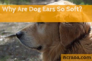 why dogs ears are so soft