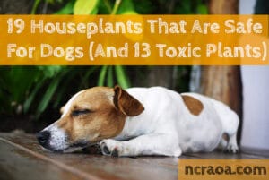 dog safe houseplants