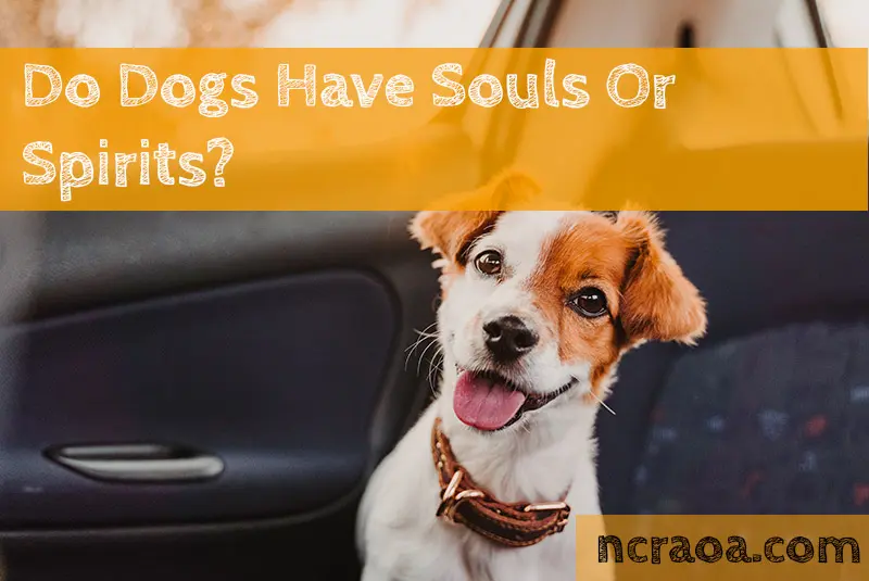 do dogs have souls or spirits