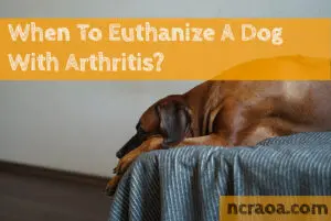 put down dog arthritis