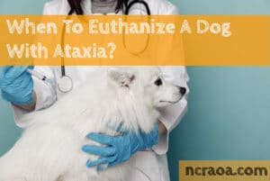 put down dog ataxia