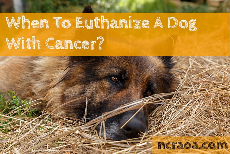 When To Put Down A Dog With Cancer? | National Canine Research Association Of America