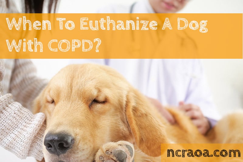 when-to-put-down-a-dog-with-copd-national-canine-research