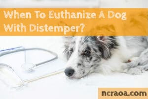 put down dog distemper