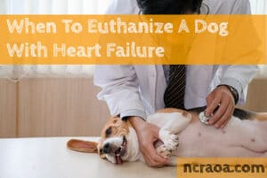 put down dog heart failure