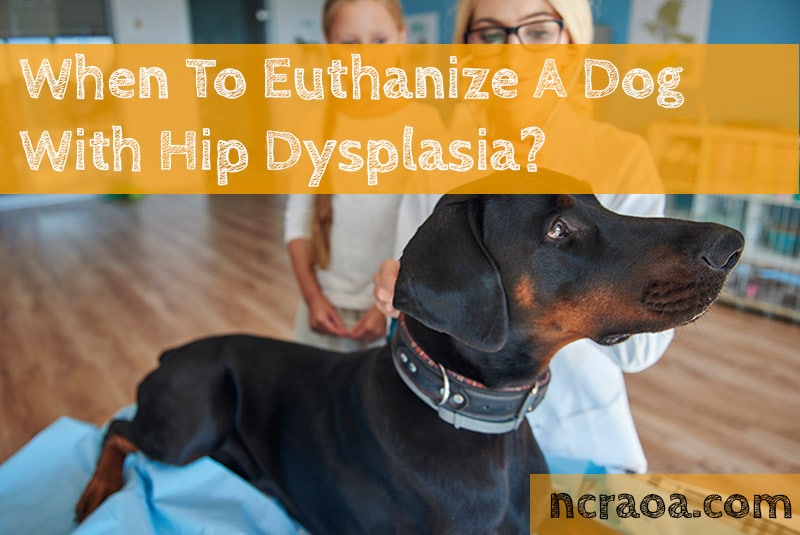 When To Put Down A Dog With Hip Dysplasia? National Canine Research