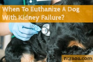 put down dog kidney failure