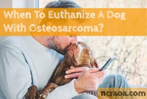 put down dog osteosarcoma