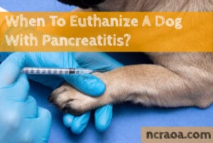 when put down dog pancreatitis