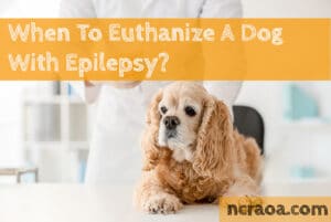 put down dog with epilepsy