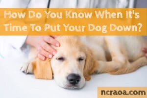 when to put down dog