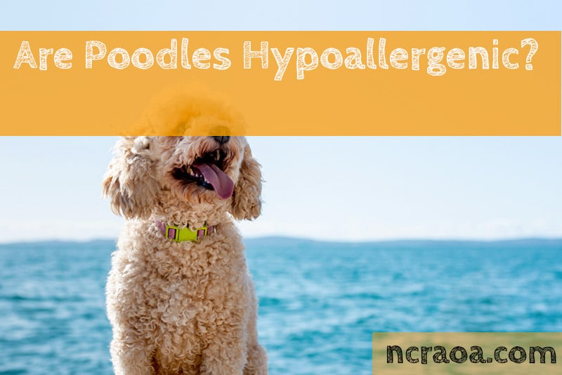 View of Are Poodles Hypoallergenic? | NCRAOA