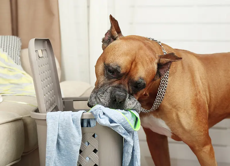 dog eating clothes in laundry basket