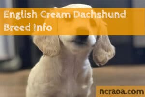 English Cream Dachshund Breed