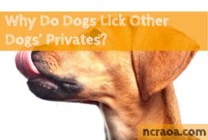 Why Do Dogs Lick Other Dogs’ Privates?