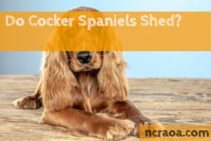 Do Cocker Spaniels Shed?