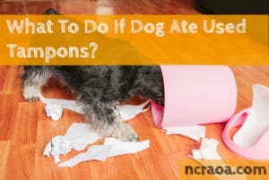 dog ate used tampons