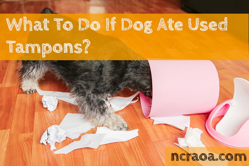 can dogs poop out tampons