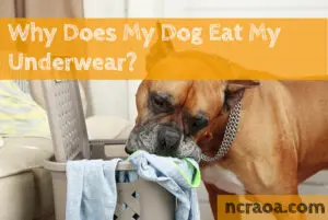 dog eating undies