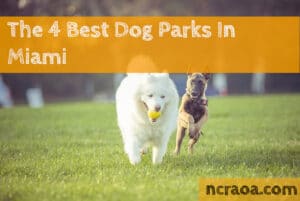 dog parks miami