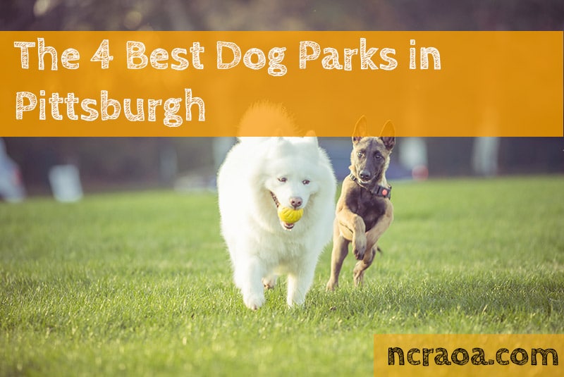 The 4 Best Dog Parks In Pittsburgh NCRAOA