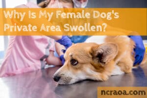 dog vagina swollen