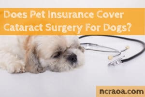 insurance cover cataract surgery for dogs